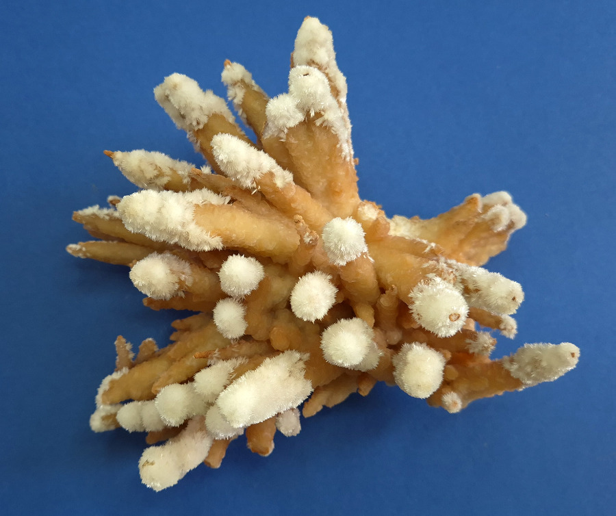 Aragonite