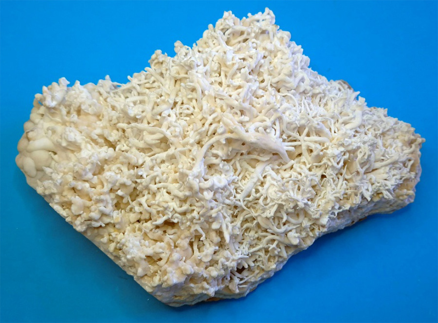 Aragonite var. flos ferri